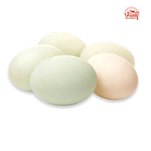 Duck Eggs - வாத்து முட்டை