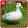 Duck Eggs - வாத்து முட்டை