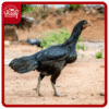 Country Chicken Original - நாட்டு கோழி ஒரிஜினல்