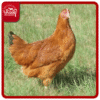 Country Chicken Farm - பண்ணை நாட்டு கோழி